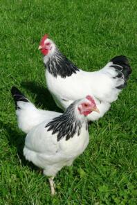 2 kyllinger på græs
