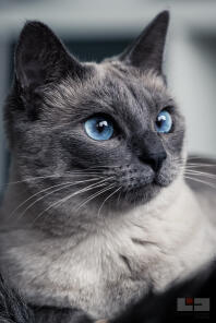 En grå siamesisk kat med blå øjne