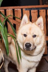 Eurasier hund