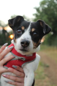 Bailey en korthåret trefarvet jack Russel terrier