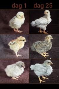Vækst af kyllinger