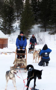 Arbejdende huskies