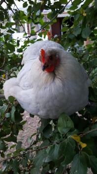 Kylling i haven