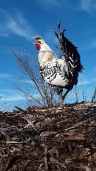 Sølv Appenzeller spitzhauben