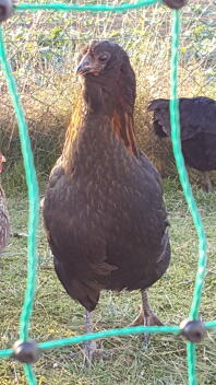 En brun araucana-kylling bag hønsehegn