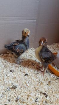 Vorwerk og Barnevelder Chicks