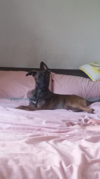 13 uger gammel malinois hvalp