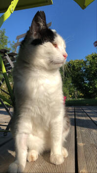 En kat, der nyder solen på terrassen.
