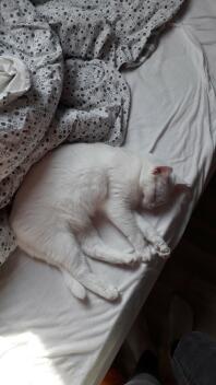Kat sover på sengen