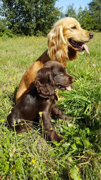 Engelske cocker spaniels i marken