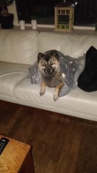 Hund i tæppe på sofa