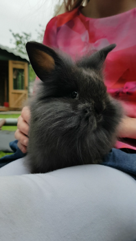 Frizzle nyder en ryg i ryggen!