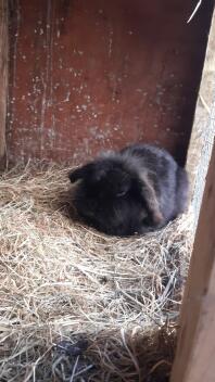 Sort Mini Lop