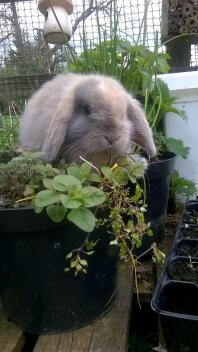 Blå harlekin mini lop buck - buddleia kaniner