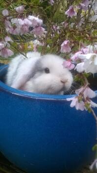 Magpie mini lop