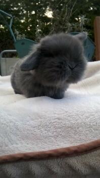 MinI lop