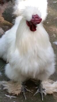 En luftig hvid kylling