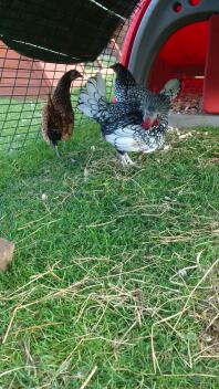 Sorte, hvide og orange høns i en løbegård for kæledyr med en Classic hønsegård tilknyttet