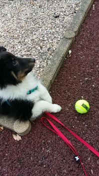 En hund ved siden af en tennisbold