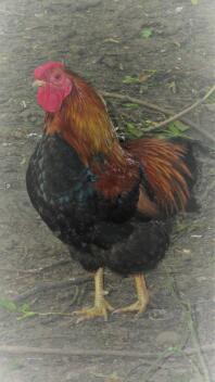 vores patridge wyandotte cockerel