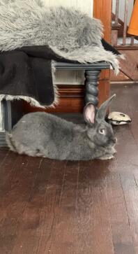 Vores baby misty