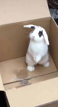 Mini Lop min lille Eddie udforsker (spiser) en tom kasse