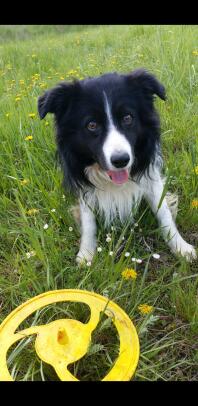 En border collie hund - kast mig frizby.