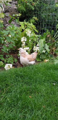 En hvid og brun kylling i en have bag et net