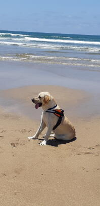 Labrador med sele på på stranden