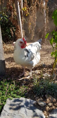 En hvid kylling på en have