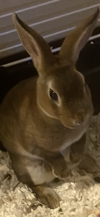 Min søde lille coco