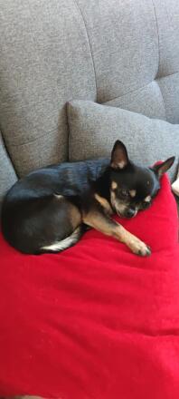 Chihuahua sover på sofaen