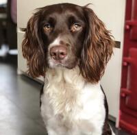 En springer spaniel hund sad indendørs med en hvid og brun pels