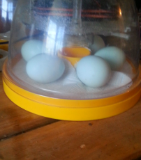 mine fløde legbar æg i min brinsea mini eco inkubator
