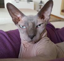 En sphynx-kat med smukke store ører.