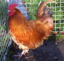 Min cockerel