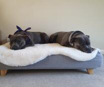 To hunde deler deres grå seng med fåreskind