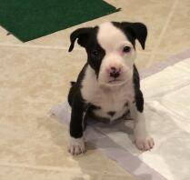 Min baby Staffordshire Bull Terrior Sparky!