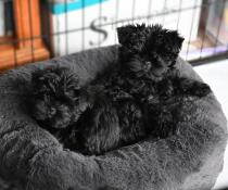 To små sorte hunde på en donutformet seng