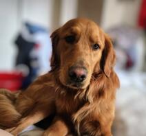 Dette er min elskelige floofy boomer. han er virkelig den sødeste hvalp nogensinde!!! (når man først er kommet forbi landhaj-fasen!!) lol