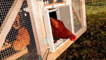 Kylling, der træder ud af en Omlet Autodoor fastgjort til en træhytte