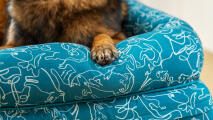 Detalje af bolster-sengen med blå doodle-hundeprint