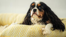 Nærbillede af Cavalier King Charles Spaniel på hundeseng med støttekant i Honeycomb Pollen-print.