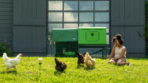 Kvinde sidder på græsset ved siden af sit hønsehus og ser sine høns gå frit omkring