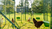Høns inde i en indhegning med foderautomater og siddepinde, og en familie, der leger i baggrunden.