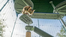 En kat, der klatrer ned ad trappen til det udendørs Freestyle kattetræ.