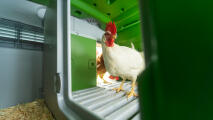 Hvid kylling indvendig og Eglu Cube hønsegård