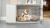 En beagle ligger på en Topology hundeseng i en kasse.