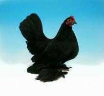 Black Booted Bantam Pullet - Ejet af Dikki Boden