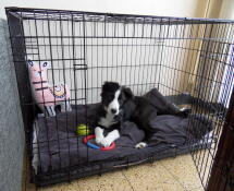 Hund i Omlet Fido Classic hundekasse